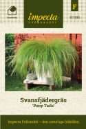 Svansfjädergräs Pony Tails, prydnadsgräs med smala, gröna blad och vippor