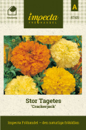 Stor Tagetes 'Crackerjack' Stora, dubbla, runda blommor i citrongult och orange