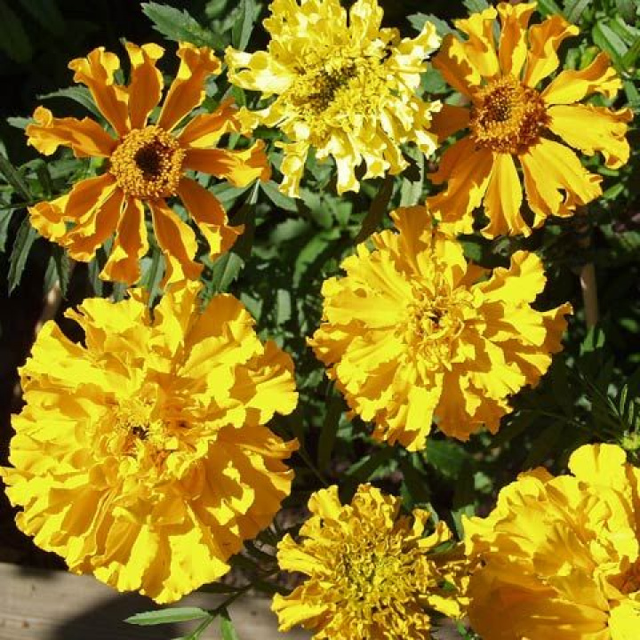 Stor Tagetes Carillo Blommorna är dubbla till enkla, från mörkt gula till creme