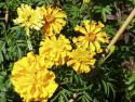 Stor Tagetes Carillo Blommorna är dubbla till enkla, från mörkt gula till creme