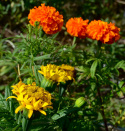 Stor Tagetes Carillo Blommorna är dubbla till enkla, från mörkt gula till creme