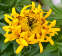 Stor Tagetes Carillo Blommorna är dubbla till enkla, från mörkt gula till creme