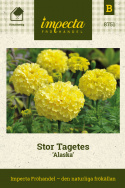 Stor Tagetes ''Alaska'' storblommande, citrongula blollar