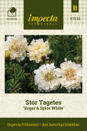 Stor Tagetes 'Sugar & Spice White', Storblommande tagetes med gräddvita, dubbla blommor.