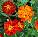 Stor Hybridtagetes ''Konstance'' mahognyröda, fyllda blommor, gula stänk i mitt