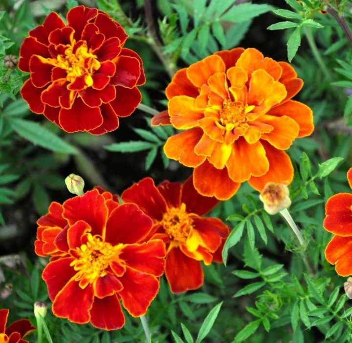 Stor Hybridtagetes ''Konstance'' mahognyröda, fyllda blommor, gula stänk i mitt