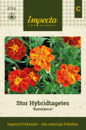 Stor Hybridtagetes ''Konstance'' mahognyröda, fyllda blommor, gula stänk i mitt