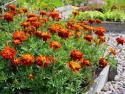 Stor Hybridtagetes ''Konstance'' mahognyröda, fyllda blommor, gula stänk i mitt