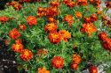 Stor Hybridtagetes ''Konstance'' mahognyröda, fyllda blommor, gula stänk i mitt