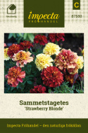 Sammetstagetes Strawberry Blonde fyllda blommor i rött, rosa, aprikos och gult.