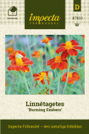 Linnétagetes Burning Embers Enkla, bronsröda blommor med guldkant med viss varia