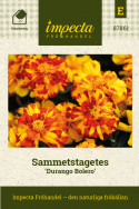 ammetstagetes Durango Bolero, Intensivt solgula, heldubbla, marmorerade blommor 