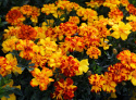 ammetstagetes Durango Bolero, Intensivt solgula, heldubbla, marmorerade blommor 