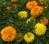 Stor Tagetes F1 'Discovery'
