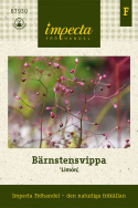 Bärnstensvippa Limón Limegröna bladrosetter på blomstänglar