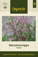 Bärnstensvippa 'Verde' blomstänglar med rosa små blommor och gröna bladrosetter