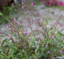 Bärnstensvippa 'Verde' blomstänglar med rosa små blommor och gröna bladrosetter
