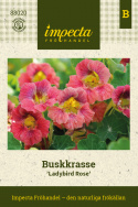 Buskkrasse ''Ladybird Rose'' Körsbärsröda till antikrosa blommor, gröna blad