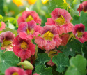 Buskkrasse ''Ladybird Rose'' Körsbärsröda till antikrosa blommor, gröna blad