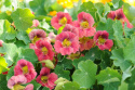 Buskkrasse ''Ladybird Rose'' Körsbärsröda till antikrosa blommor, gröna blad
