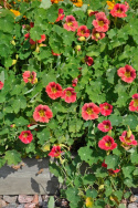Buskkrasse ''Ladybird Rose'' Körsbärsröda till antikrosa blommor, gröna blad