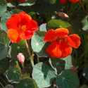 Buskkrasse Princess Of India Lågväxande, mörkgröna blad, blommor i orange/rött