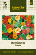 Buskkrasse Alaska Vitmarmorerade blad. Enkla blommor i röda och gula nyanser