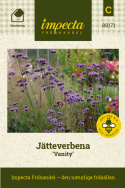 Jätteverbena ''Vanity''