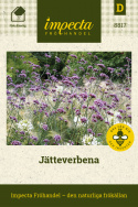 Jätteverbena Upprätt, sirligt växtsätt. Blåvioletta blomflockar i mängder