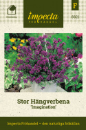 Stor Hängverbena 'Imagination', Rikblommande med lila blommor