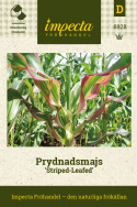 Prydnadsmajs Striped-Leafed Dekorativt randiga blad i rött, gult, vitt och grönt