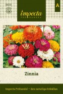 Zinnia, Dahliablommande. med stora, dubbla blommor i en klar färgmix