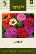Zinnia, Dahliablommande. med stora, dubbla blommor i en klar färgmix