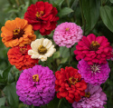 Zinnia, Dahliablommande. med stora, dubbla blommor i en klar färgmix