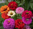Zinnia, Dahliablommande. med stora, dubbla blommor i en klar färgmix
