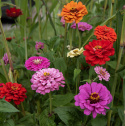 Zinnia, Dahliablommande. med stora, dubbla blommor i en klar färgmix