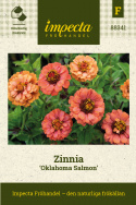 Zinnia 'Oklahoma Salmon', blommor i flera nyanser från ljust laxrosa och aprikos till mörkare terrakotta och korall.