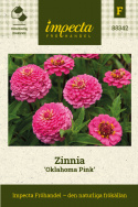 Zinnia 'Oklahoma Pink', Halv- till heldubbla blommor i djupt ceriserosa med ljusare kronbladskanter.