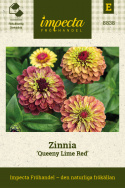 Zinnia ''''Queeny Lime Red'''' unik färgkombination av limegrönt och hallonrosa 