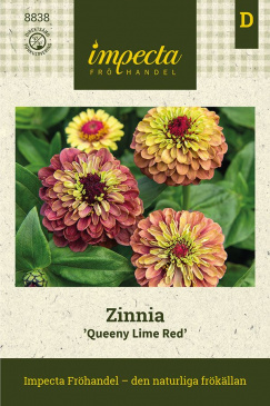 Zinnia ''Queeny Lime Red'' fröpåse Impecta