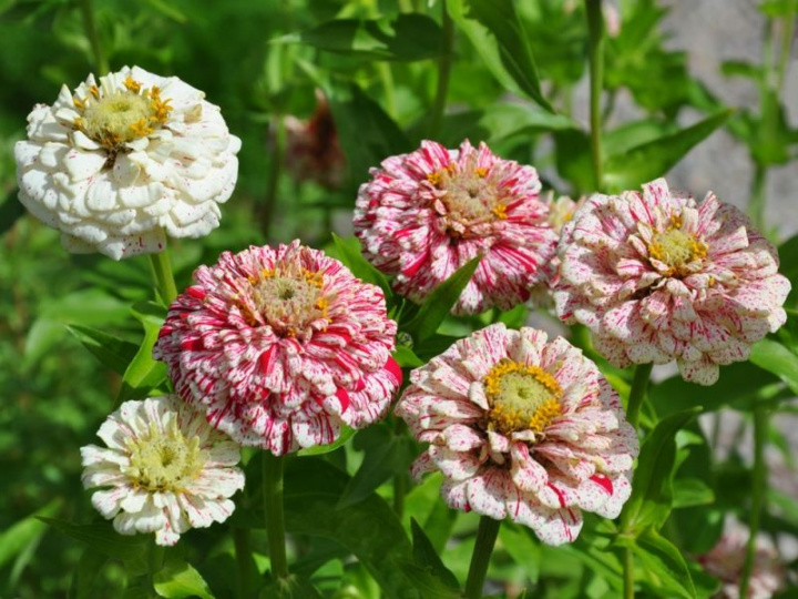 Zinnia ''Pop Art White & Red'' tvåfärgade, vita med röda stänk och strimmor st
