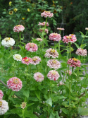 Zinnia ''Pop Art White & Red'' tvåfärgade,  vita med röda stänk och strimmor st