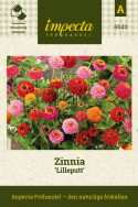 Zinnia ''Lilleputt'', små bollblommor, täta och heldubbla i blandade färger
