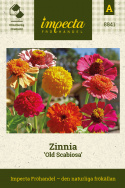 Zinnia Old Scabiosa, från vitt till flera rosa nyanser, dubbla blommor, 