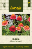 Zinnia 'Zinderella Peach', Lång och hållbar blom, ypperlig för rabatt och snittblomsodling.