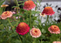Zinnia 'Zinderella Peach', Lång och hållbar blom, ypperlig för rabatt och snittblomsodling.