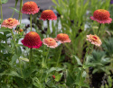 Zinnia 'Zinderella Peach', Lång och hållbar blom, ypperlig för rabatt och snittblomsodling.
