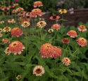 Zinnia 'Zinderella Peach', Lång och hållbar blom, ypperlig för rabatt och snittblomsodling.