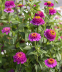 Zinnia ''''''''Zinderella Purple''''''''