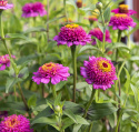 Zinnia ''''''''Zinderella Purple''''''''